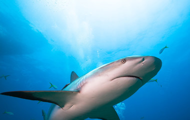 Obraz premium Caribbean reef shark