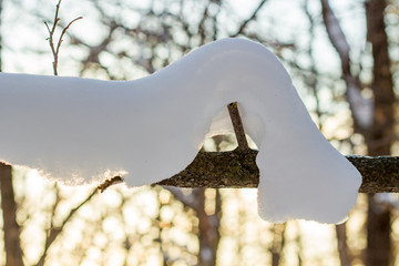 Snow layer on a branch on a sunny winter day
