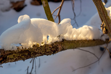 Snow layer on a branch on a sunny winter day
