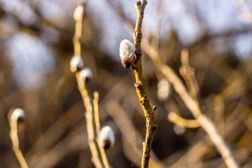 White bud on a branch in spring

