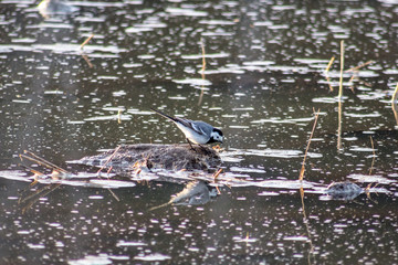 White wagtail eat on water
