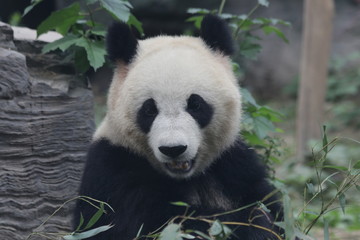 Obraz na płótnie Canvas Giant Panda eats Bamboo Leaves, Dian Dian, Beijing, China
