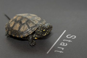 concept, a small tortoise near the start line