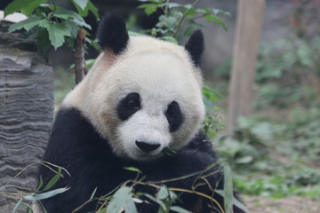 Obraz premium Giant Panda eats Bamboo Leaves, Dian Dian, Beijing, China