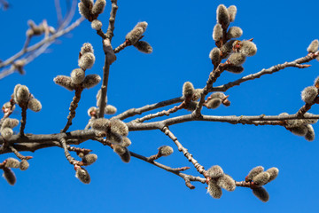 Kidney on branches in spring against the blue sky
