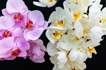 White and pink Orchids on a black background