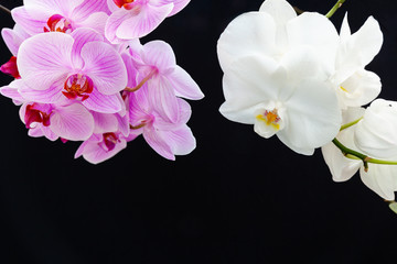 Naklejka na ściany i meble White and pink Orchids on a black background