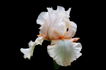 White flower of an iris with stamens of orange color on a black background.