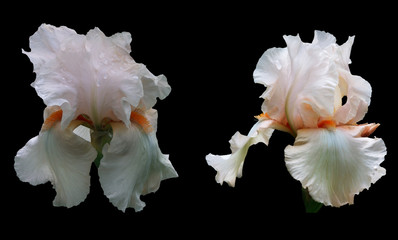 Two flowers of an iris with petals of white color with bright orange stamens on a black background.