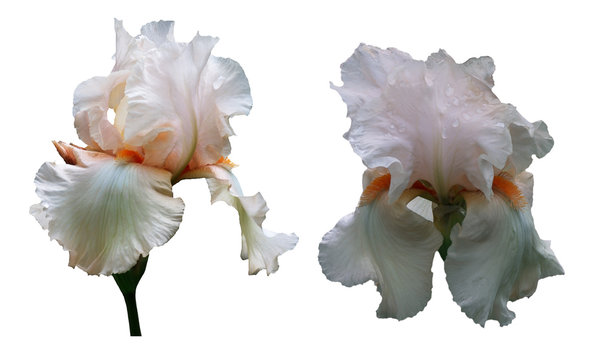 Fototapeta Two flowers of a white iris with orange stamens on a white background.