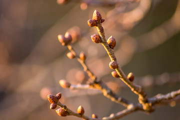 Bud buds on branches in early spring
