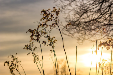 Dry plants in the background of a soft sunset in early spring

