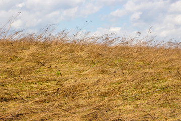 Obraz premium Dry grass in the field in early spring 