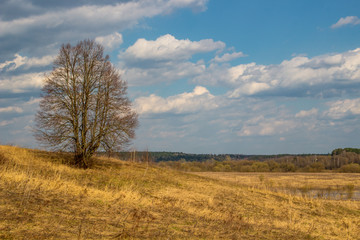 Fototapeta premium Dry grass in the field in early spring 