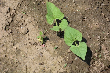 Kidney beans germination / Kitchen garden
