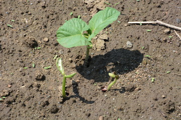Kidney beans germination / Kitchen garden