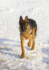German shepherd in the winter park