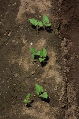 Kidney beans germination / Kitchen garden