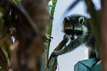 Raccoon Climbing Down From Roof