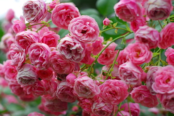 Pink Roses