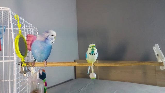 parakeet beeping on other birds and looking around.