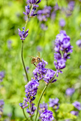Bee on a lavender flower in a summer garden
