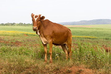 A tied dairy cow. Shot in Uganda in June 2017.