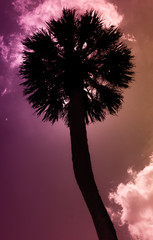 palm tree with colorful sky