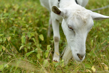 Head of a white goat close-up grazing in a meadow on a summer day.