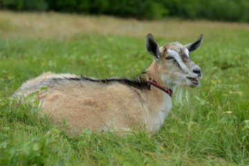 Brown goat close-up grazes on a meadow in a summer day on a leash.