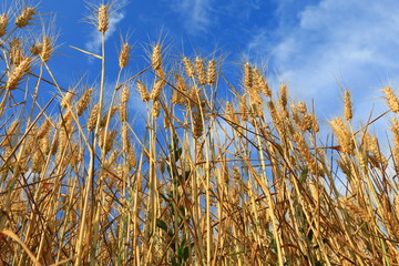 Obraz premium golden Wheat closeup
