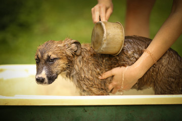 kids hand wasing puppy in bathtub close up photo on summer garden background