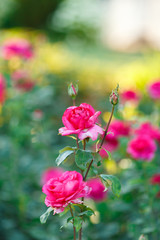 pink rose bush with flowers and green buds