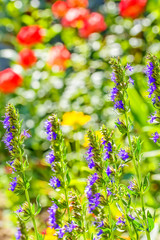 Blue hyssop flowers on a summer flowerbed in a backlight