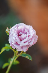 pink rose bush with flowers and green buds