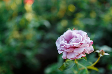 pink rose bush with flowers and green buds