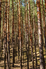 Rows of the tall pine trees in a forest on spring
