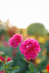 pink rose bush with flowers and green buds