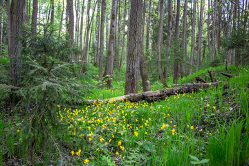 Dark mixed forest with yellow wild plant flowers
