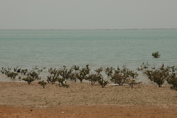 Mangoroves in Laft village on Qeshm Island