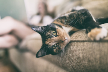 Colorful calico cat looking at you with person out of focus in background