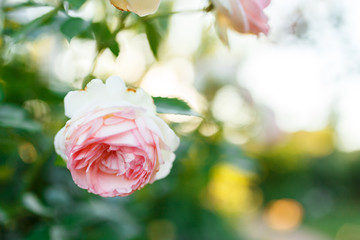 pink rose bush with flowers and green buds