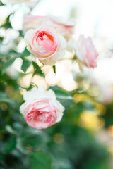 pink rose bush with flowers and green buds