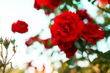 Beautiful blooming red rose on a bush in the garden