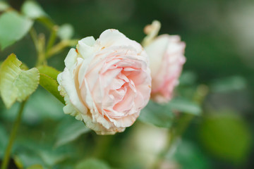 pink rose bush with flowers and green buds