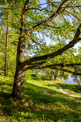 Beautiful view of the oak growing on the green slope
