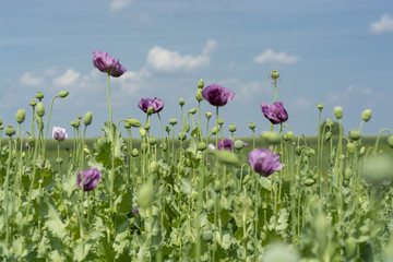 Opium poppy flowers on field (Papaver somniferum)