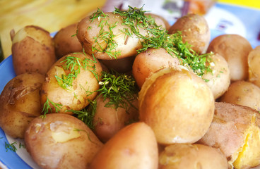 boiled young potatoes with dill on a plate a lot of lunch in summer