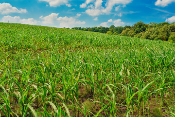 Green field with corn. Blue cloudy sky.