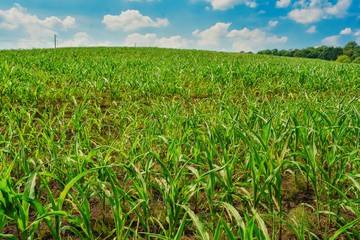 Obraz premium Green field with corn. Blue cloudy sky.